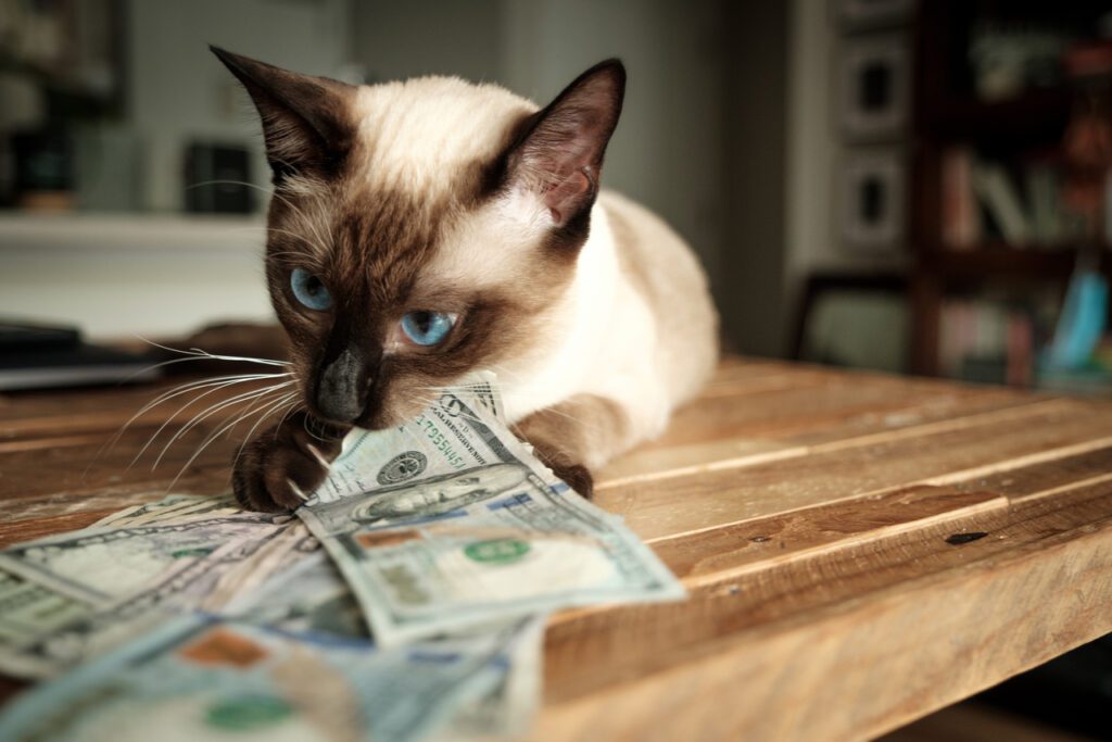 An image of a cat playfully munching on a stack of cash representing the extra costs associated with free trials for commission software.